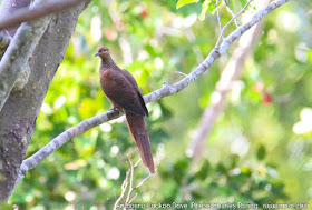 Amboyna Cuckoo Dove (Macropygia amboinensis)