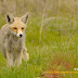 Vulpes vulpes. Zorro rojo