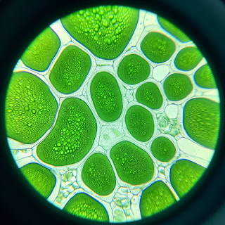 Chlorella