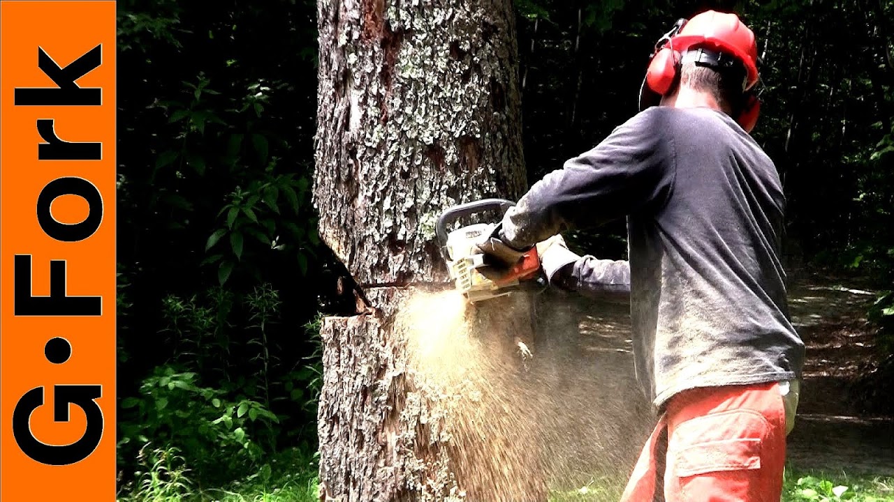 How To Cut A Tree Down With A Chainsaw