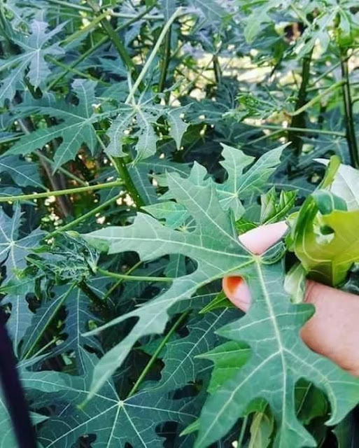 BENEFITS OF LEAVES PAPAYA JAPANESE FOR HEALTH