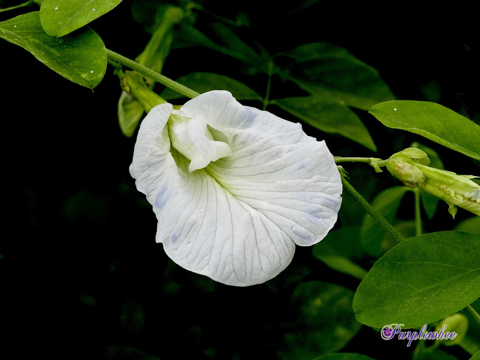 薇薇花园 白花蝶豆 薇薇花园 白花蝶豆