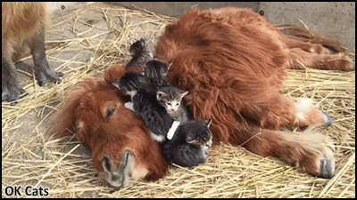 Amazing%20Cat%20GIF%20%E2%80%A2%20A%20bunch%20of%20cute%20kittens%20cuddling%20with%20a%20pony%20while%20a%20capybara%20watches%20them!%20%5Bok-cats.com%5D.gif