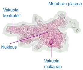 Protista Mirip Hewan  Protozoa Ilmu Pengetahuan