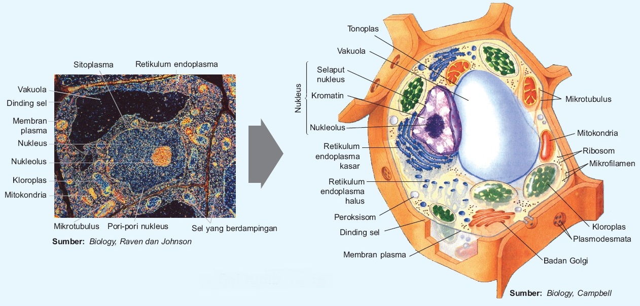  Sel  Hewan  dan  Sel  Tumbuhan  Gambar dan  Fungsi