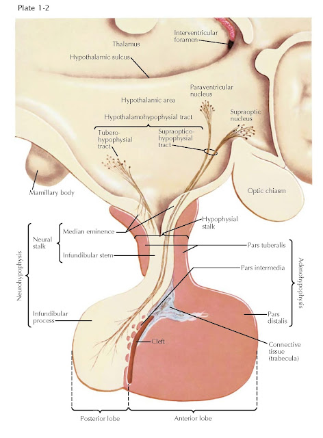 DIVISIONS OF THE PITUITARY GLAND AND RELATIONSHIP TO THE HYPOTHALAMUS