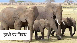 Hindi essay on elephant, about elephant in hindi