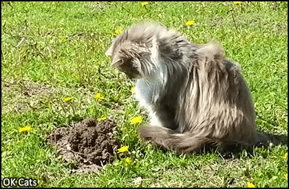 Funny Cat GIF • Jerk cat tries to catch a mole but upon failing, she decided to poop on mole's head, haha [ok-cats.com]