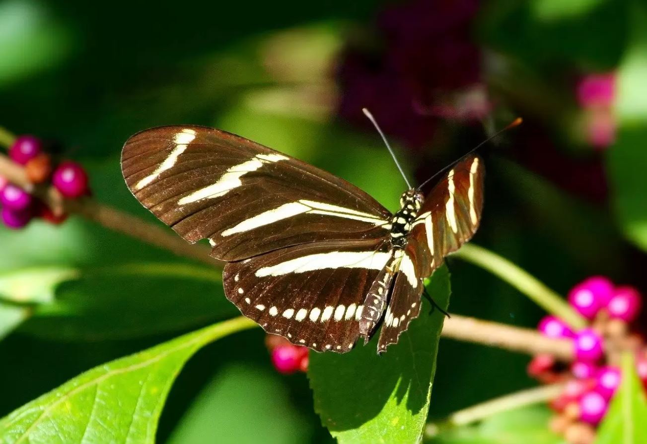 Zebra Uzunkanadı [Heliconius Charithonia (Zebra Longwing Butterfly)]. Şimdi gezegende var olan 20 binden fazla örneğin bir parçası olan 10 nadir kelebek türünden bahsedeceğiz.