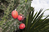 Виды кактусов, плоды которых съедобны