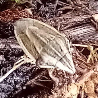 Bishop's mitre shield bug (Aelia acuminata)