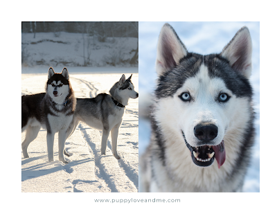 The Siberian Husky is a breed of dog that originated in northeastern Asia, specifically in the region of Siberia. They were originally bred by the Chukchi people, who used them as working dogs to pull sleds and assist with hunting.