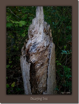 decaying tree