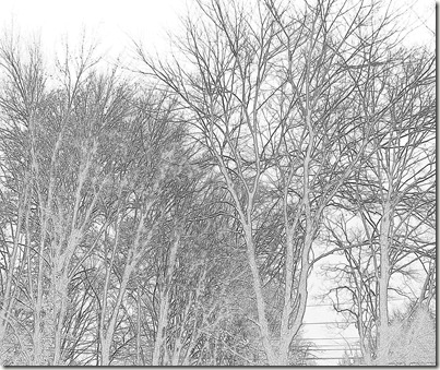 Leaves are gone