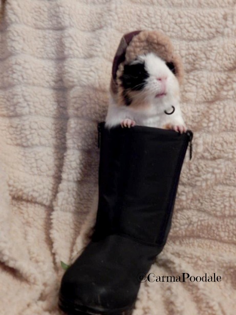 Cookie, the guinea pig in a snow boot