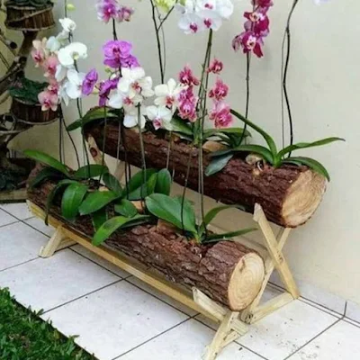 ideias para cultivar orquídeas