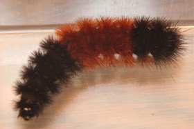 Banded Woolly Bear (Pyrrharctia isabella)