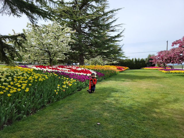 Manicured and colorful tulip garden