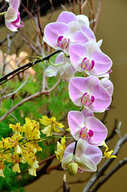 Orchids 07 by Jeanne Selep