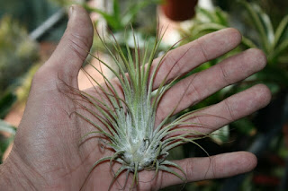 tillandsia de sol