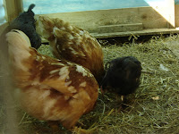 Another photo of Pullets and Tiny through their fencing