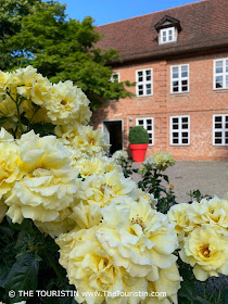 Bright yellow bush of roses in front of a three-storey red-brick property  with an oversized bright red flower pot with a green plant next to the entrance door.