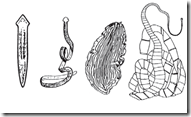 tentang Plathyhelmintes