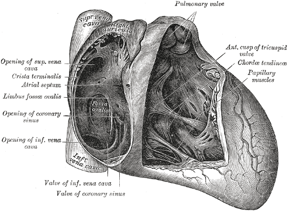 circulatory system of frog. circulatory system of frog.