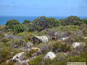 babuínos no Cabo da Boa Esperança