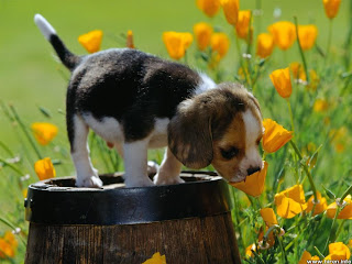 Spring nature dog desktop wallpaper