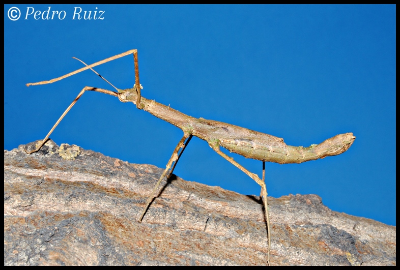 Hembra adulta de Onchestus rentzi, 11 cm de longitud