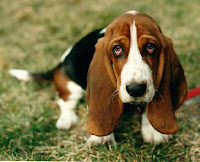 Perro Basset hound