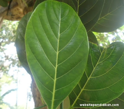 27 Pola Flora Bertulang Daun  Menyirip  Dan Foto Gambarnya 