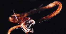 Idiacanthus antrostomus ( Pez Dragón )