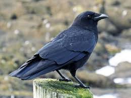To see Crow in a dream meaning,C,Recent,