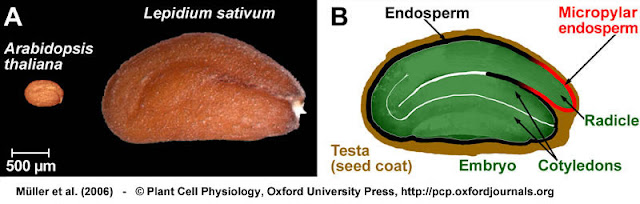 Endospermic seeds
