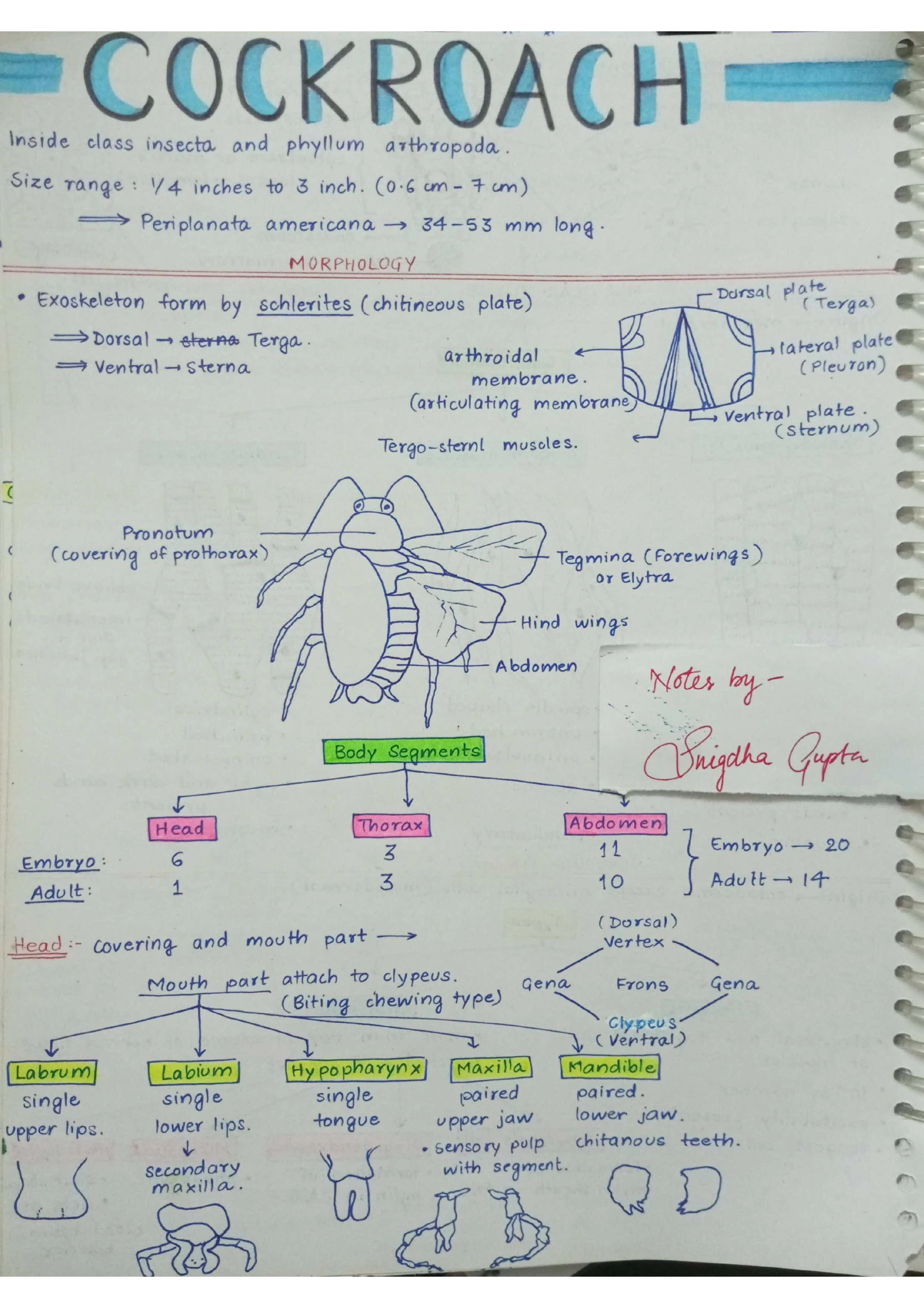 Cockroaches - Biology Short Notes 📚