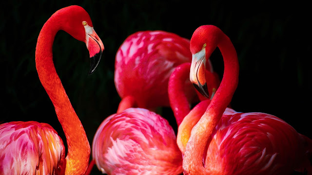 Flamingo Photo image