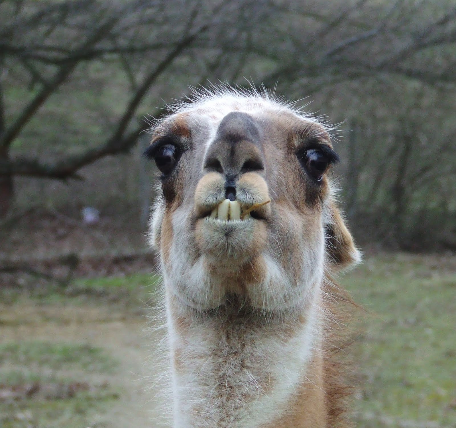 funny animals: Funny looking llama