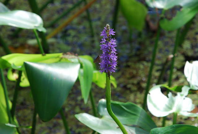 Audubon Corkscrew Swamp Sanctuary