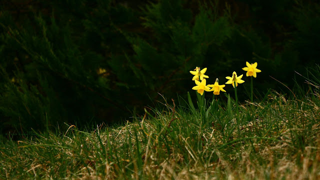 daffodils