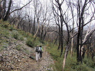 Station Fire Damage along Gabrielino Trail