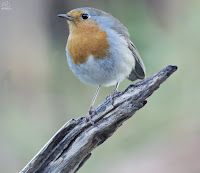 Petirrojo europeo (Erithacus rubecula)