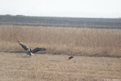 Sorecar Comun-Common Buzzard-Buteo-buteo-Mäusebussard-Egerészölyv-Busevariable