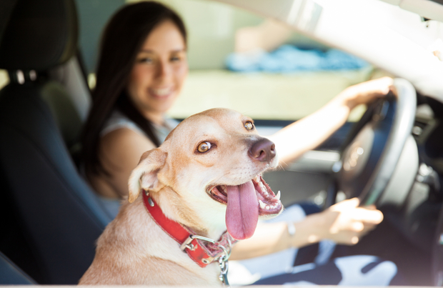 How to protect pets while driving