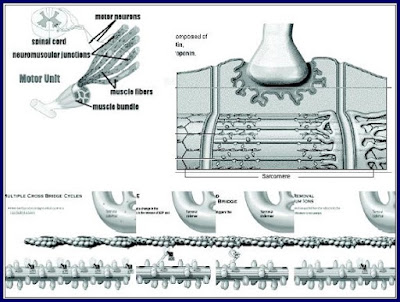 MIOTERAPIA - TRIGGER POINT - PONTO GATILHO