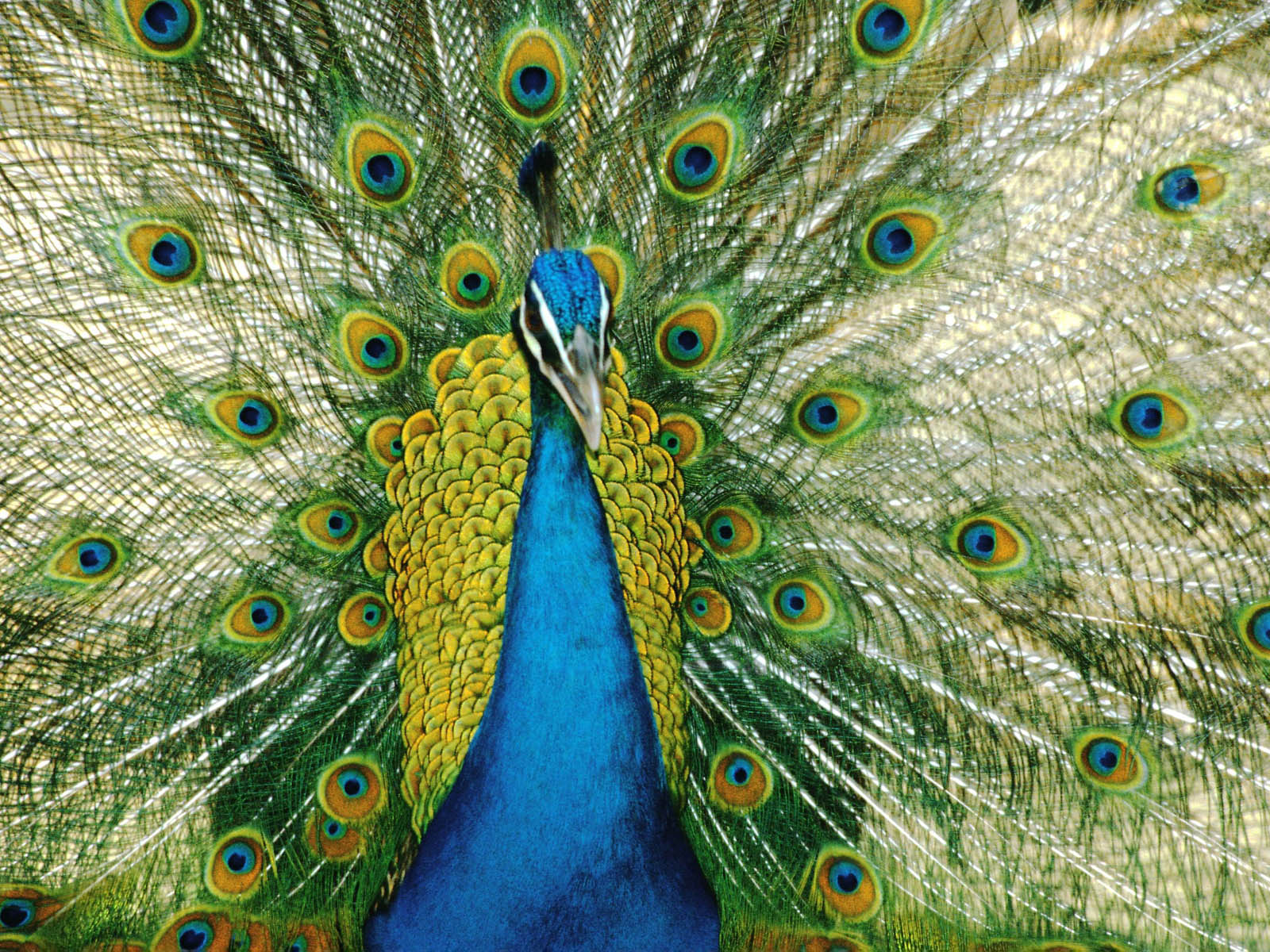 Wallpapers Peacock Wallpapers HD Wallpapers Download Free Images Wallpaper [wallpaper981.blogspot.com]