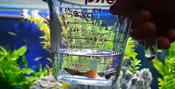 How to introduce guppies to a new home?