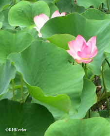 lotus Nelumbo nucifera