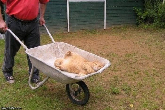 Melhores fotos de gatos descansando em lugares incomuns